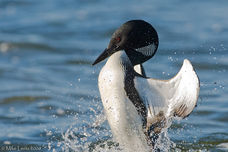 Penguin dance