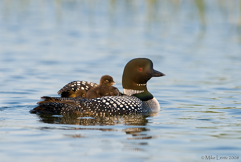 Peek a boo (find the second baby Loon)