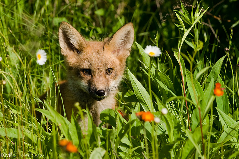 Fox between Wildflowers