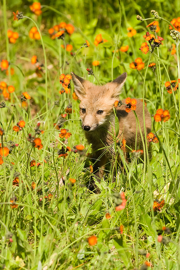 Fox trot in Hawkweed