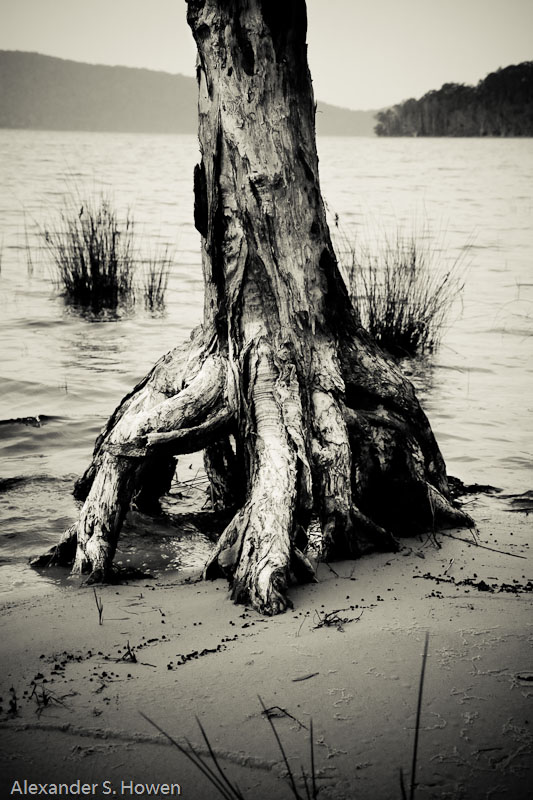 Shore dweller
