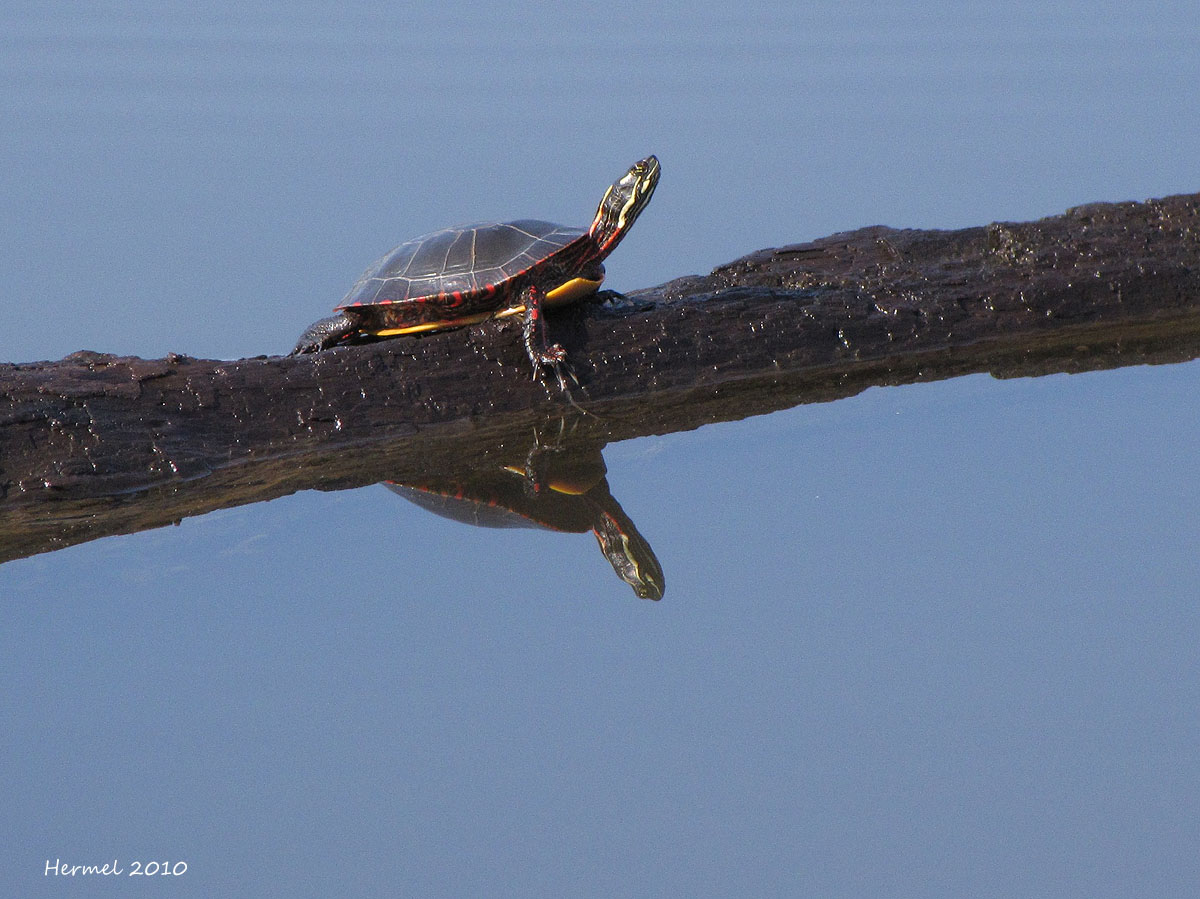 Tortue peinte - Painted turtle