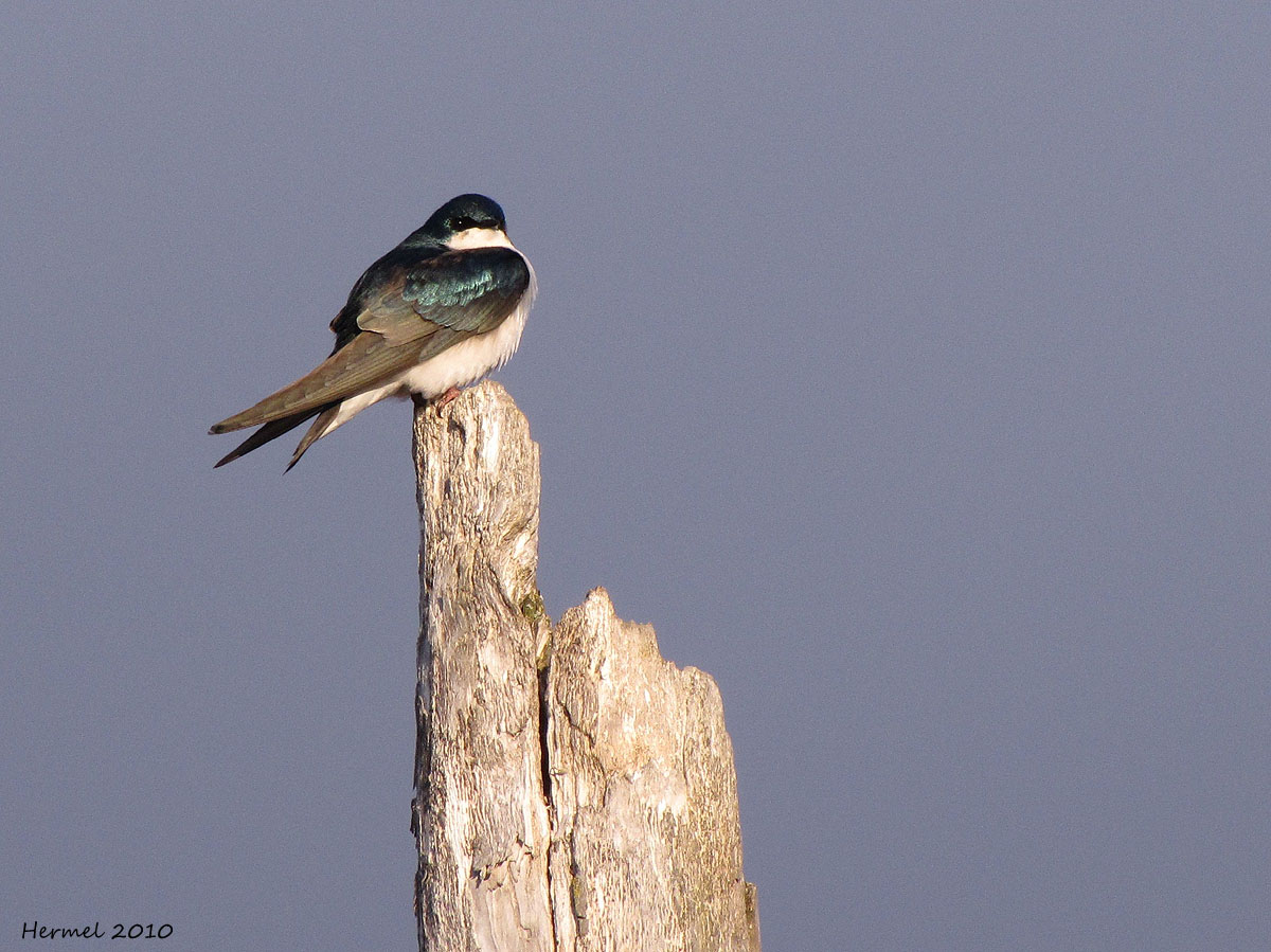 Hirondelle bicolore - Tree Swallow