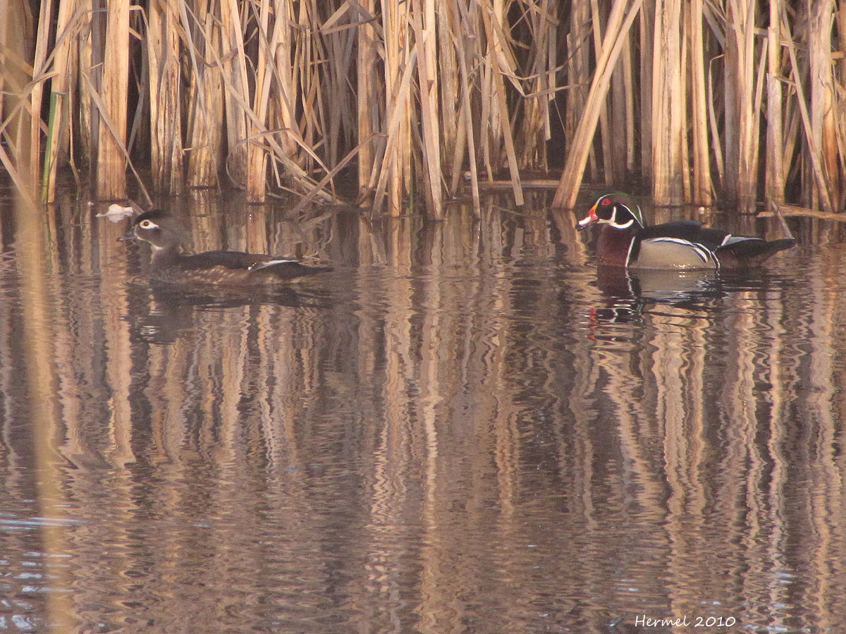 Canard Branchu - Wood Duck