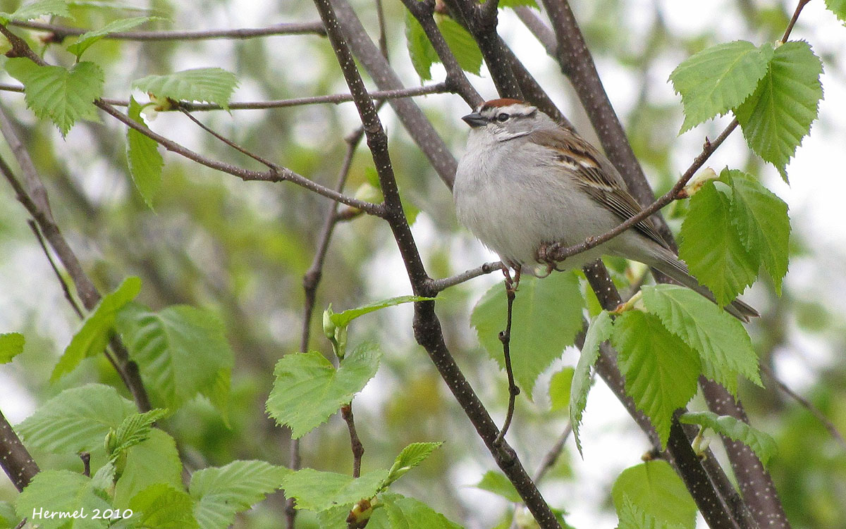 Bruant familier - House Sparrow