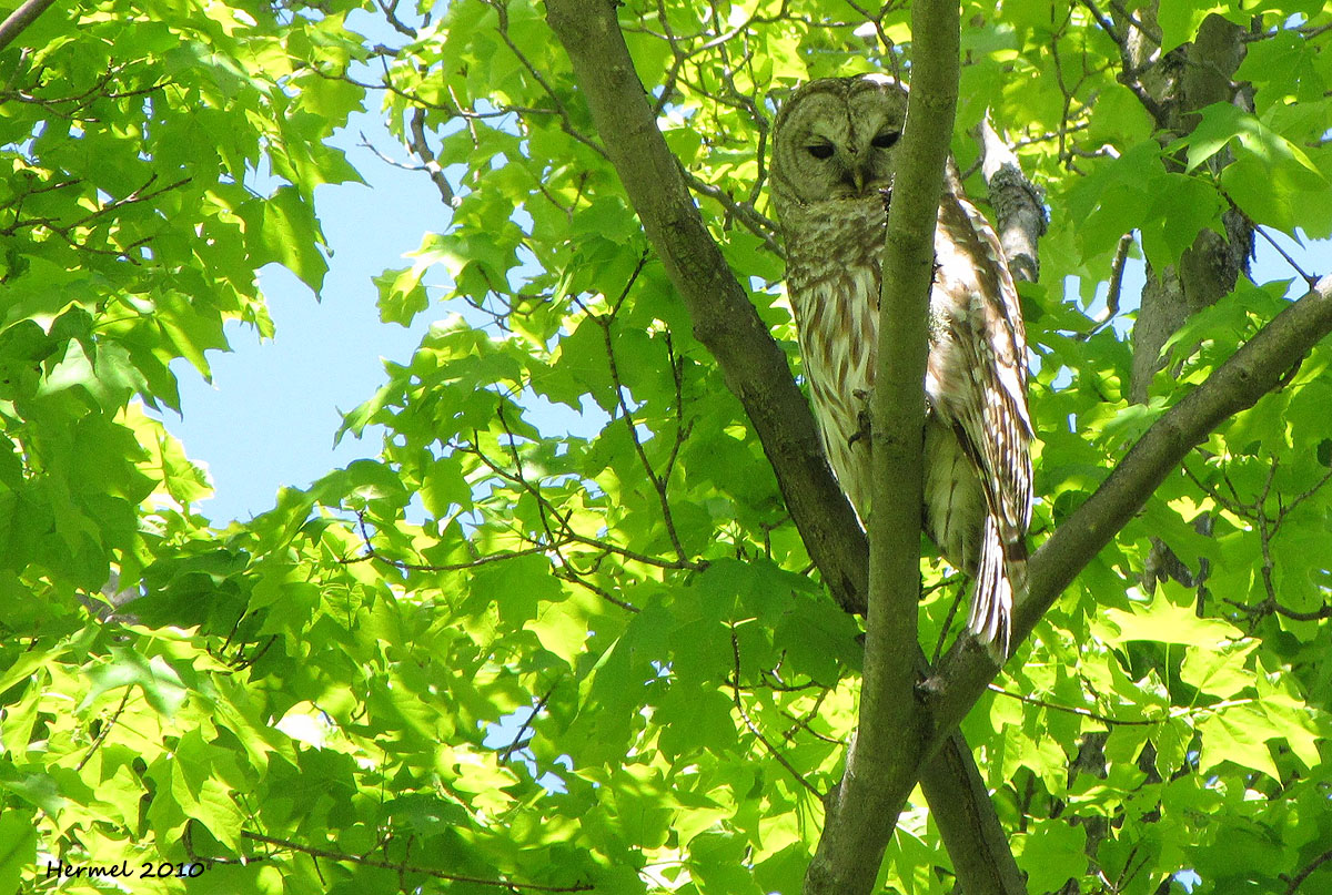 Chouette raye - Barred Owl