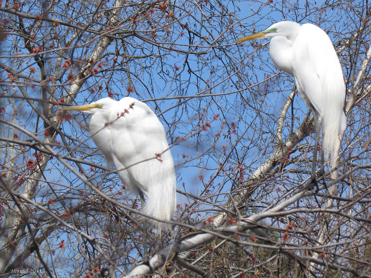 Grande Aigrette -Great Egret