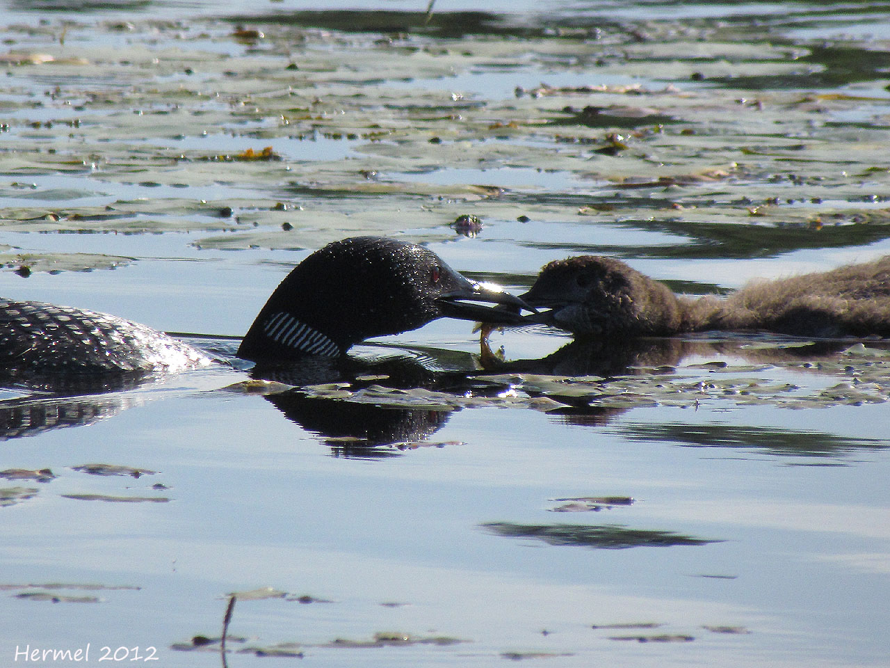 Plongeon Huard  - Common Loon