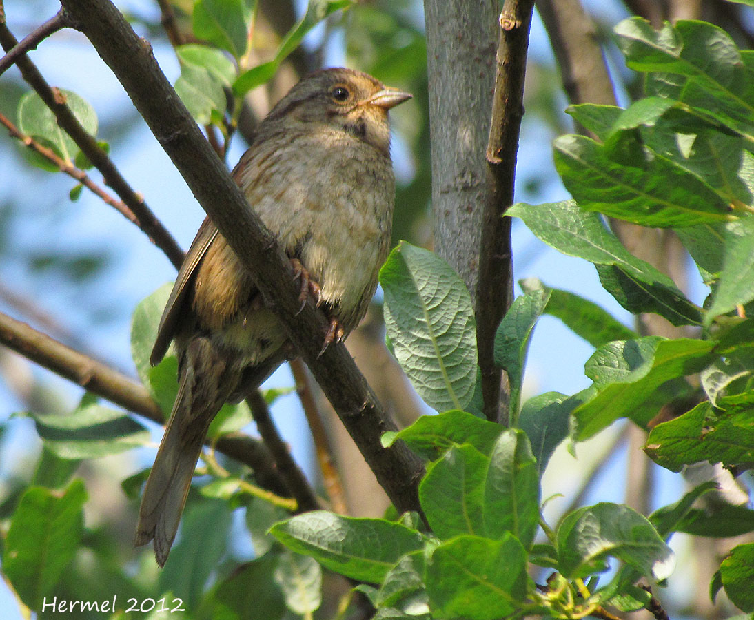 Bruant des marais -Swamp Sparrow