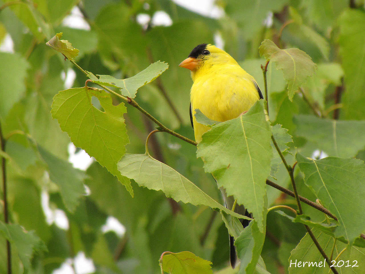 Chardonneret jaune - American Goldfinch