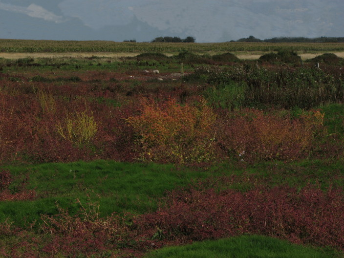 Orache in Autumn colur II