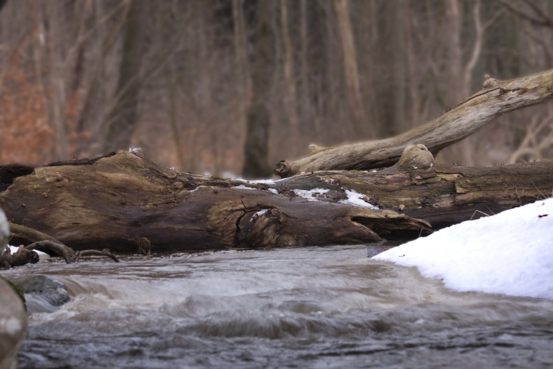 The fallen elm