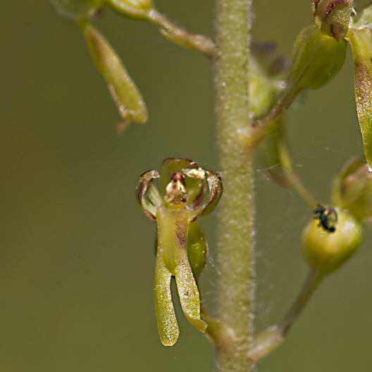 Common Twayblade ,Tvblad, Listera ovata