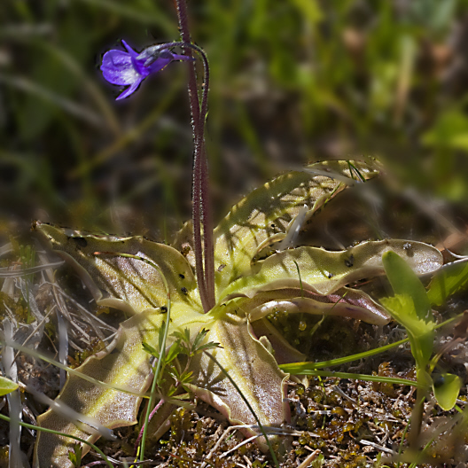 Common Butterwort, Ttrt, Pinguicula vulgaris