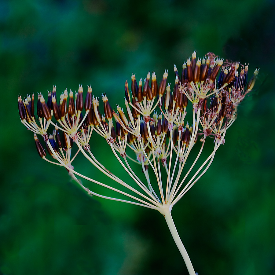 Cow Parsley; Hundkex; Anthriscus sylvestris