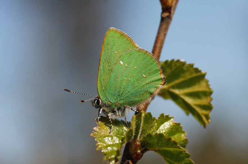 Green Hairstreak - Groentje