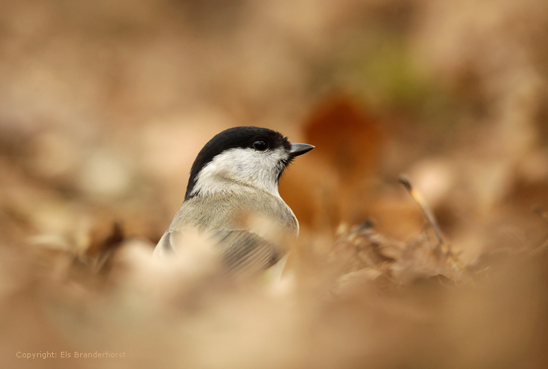 Glanskop - Marsh Tit