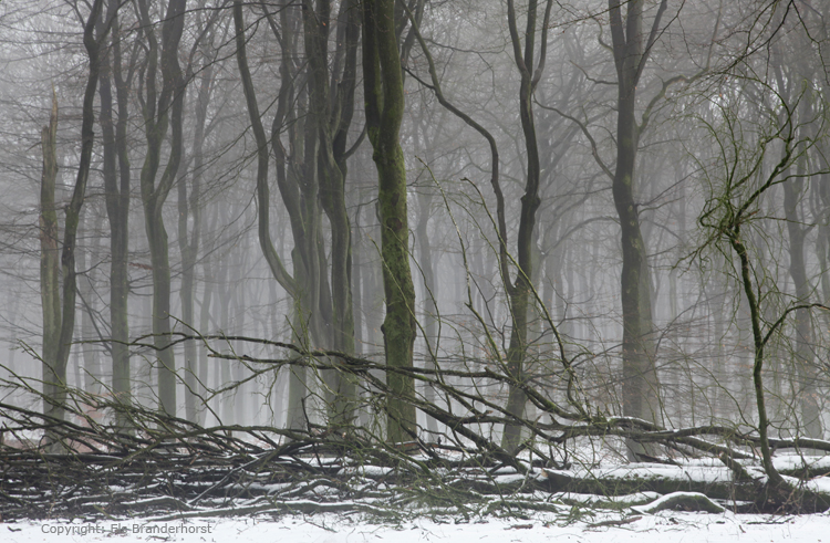 Beukenbos - Beech forest winter 2