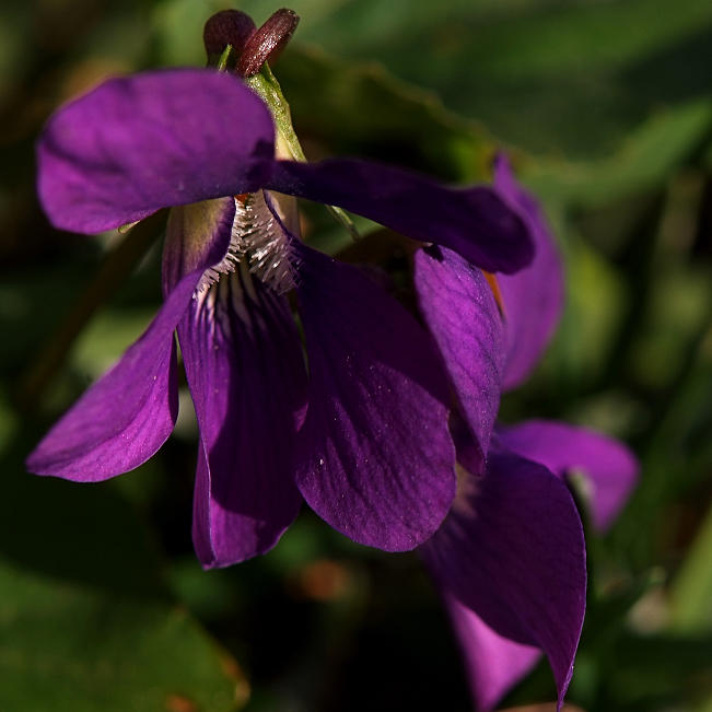 22 Violets