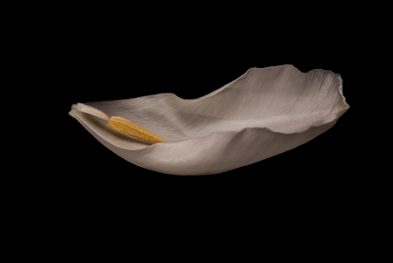 Day 044 <br> Tulip