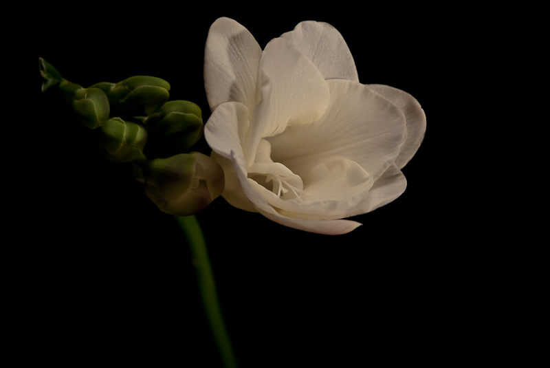 Day 046 <br> Freesia