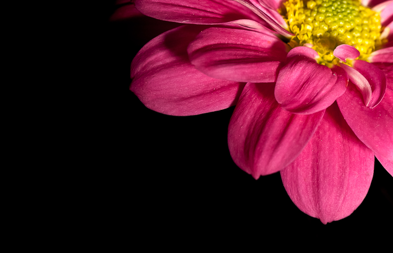 Day 051 <br> Pink!