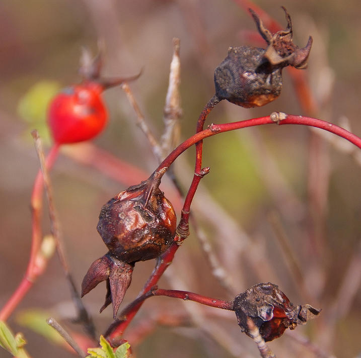 Rosehips
