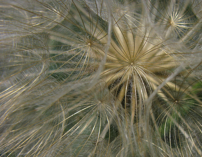 Goatsbeard