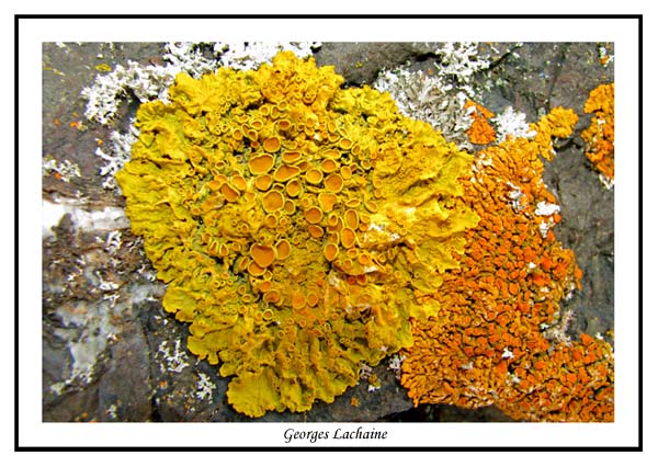 Xanthoria parietina - golden shield lichen ( Gaspsie )