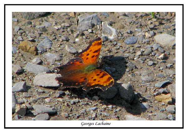 Polygone virgule - Polygonia comma