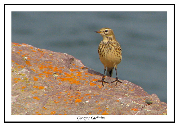 Pipit dAmrique - Anthus rubescens