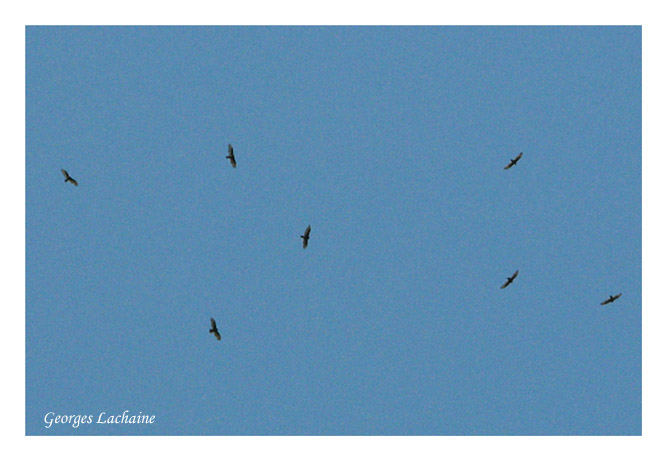 Urubu  tte rouge - Turkey Vulture - Cathartes aura (Laval Qubec)