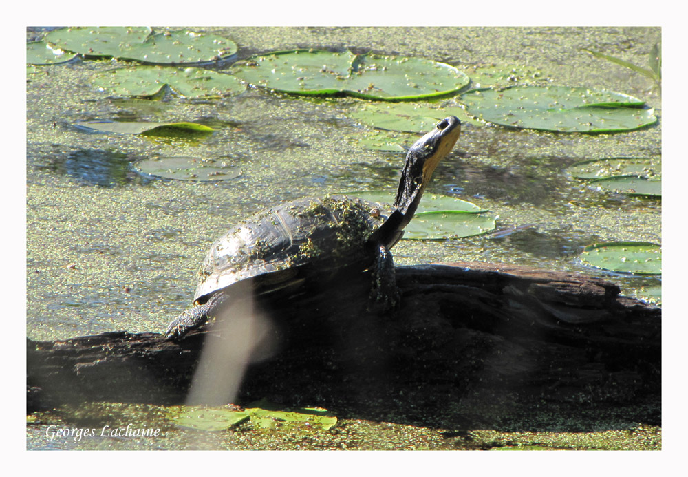 Tortue mouchete - Emydoidea blandingi