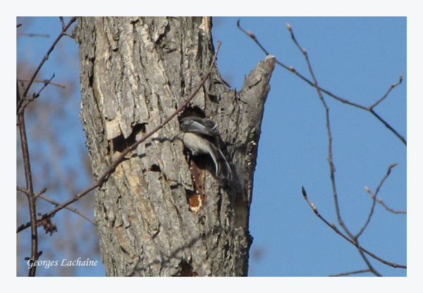 Msange creuse son nid dans un tronc darbre (Laval Qubec)