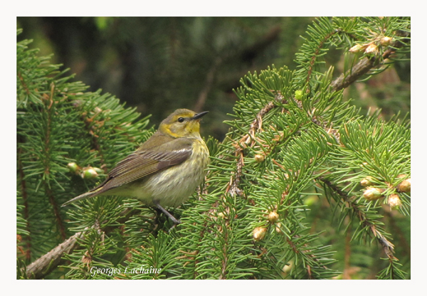 Paruline tigre - Cape May Warbler - Dendroica tigrina (Laval Qubec)