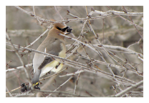  Jaseur dAmrique - Cedar Waxwing -	Bombycilla cedrorum (Laval Qubec)