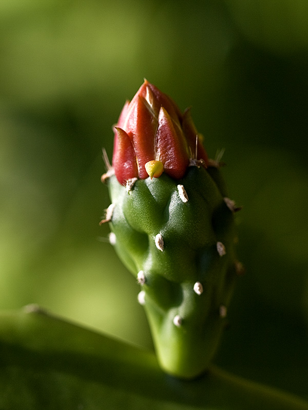 Cactus Flower