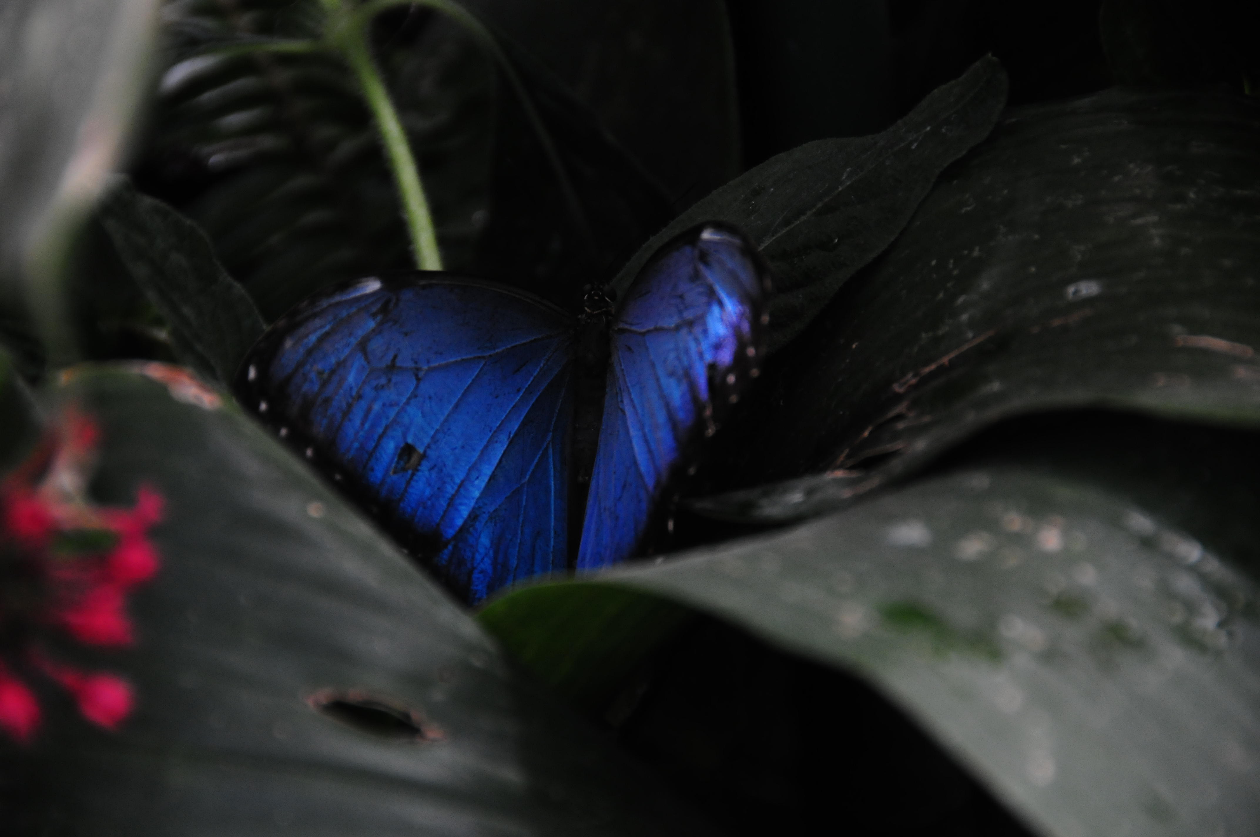 Common Blue Morpho Butterfly.JPG