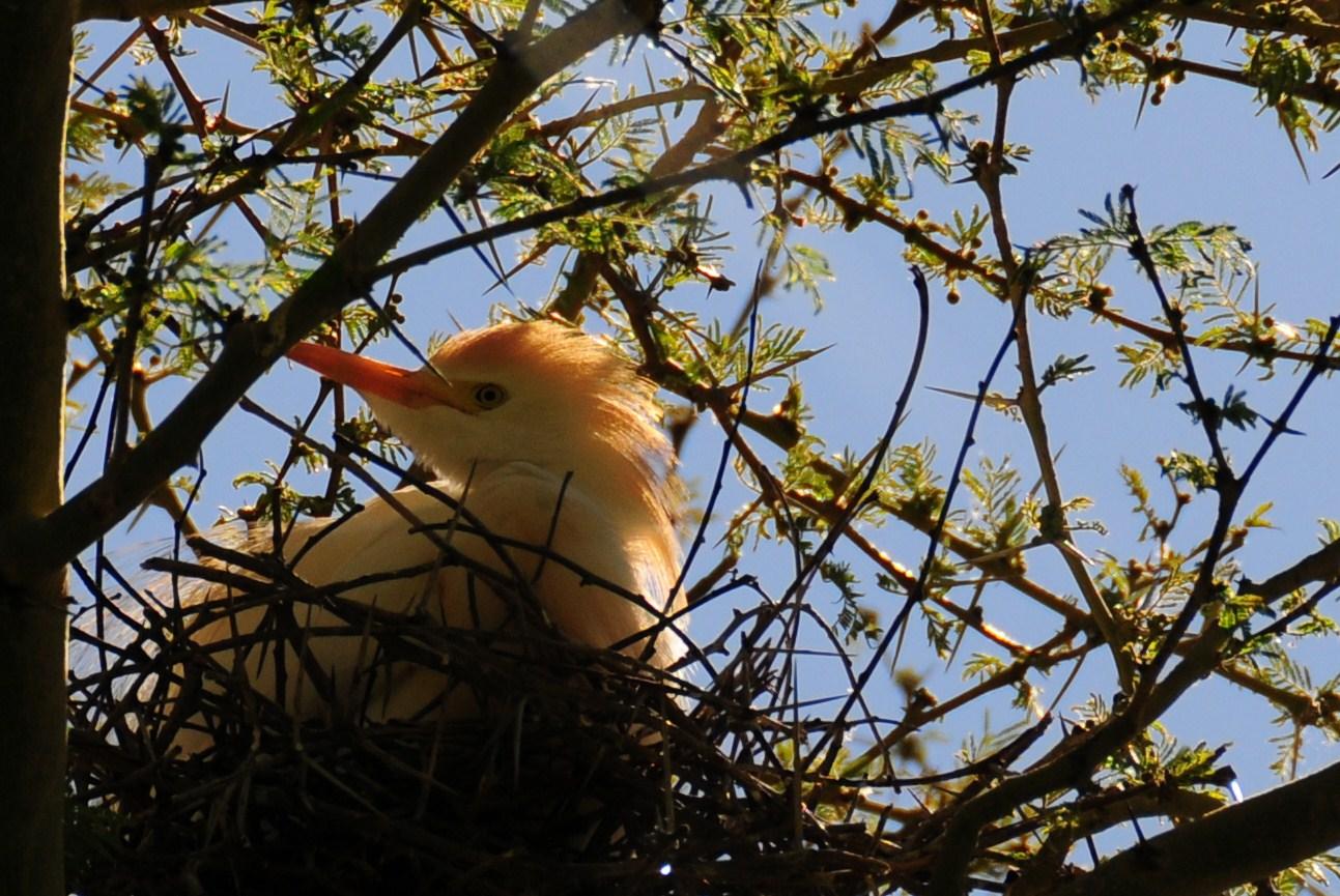 bird in nest.JPG
