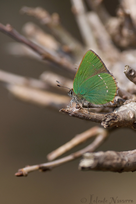 Groentje - Green Hairstreak - Callophrys rubi