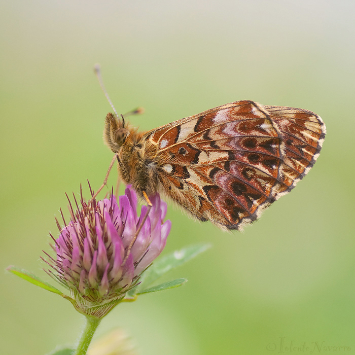 Titanias Parelmoervlinder - Titanias Fritillary - Boloria titania