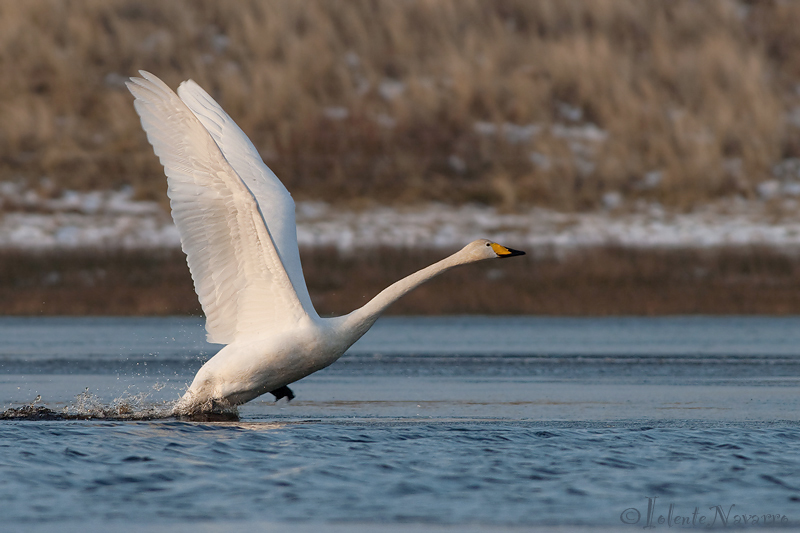 Wilde Zwaan - Whooper Swan - Cygnus cygnus