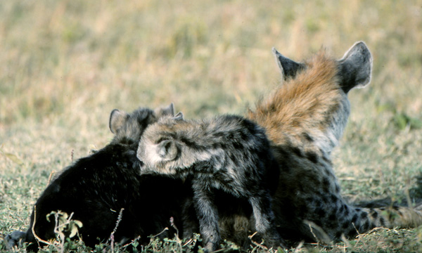 Spotted hyena