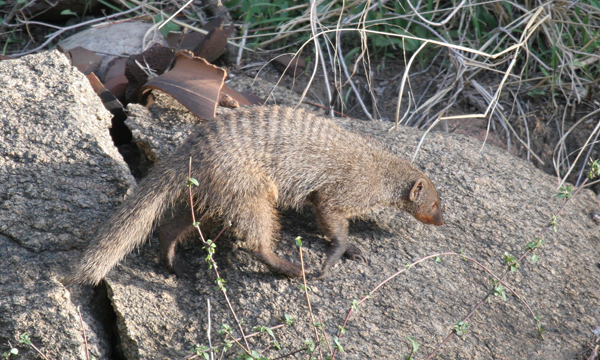 Banded mongoose