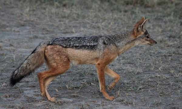 black-backed-jackal-110209-013.JPG