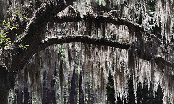 Brook Green, Spanish Moss