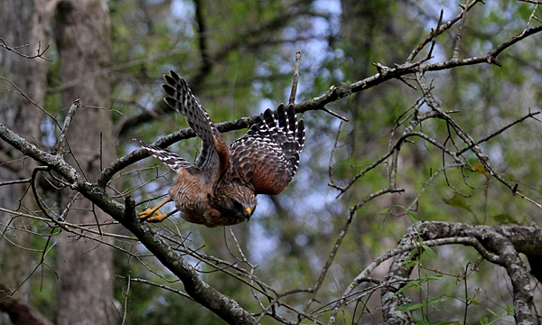 Red-shouldered hawk