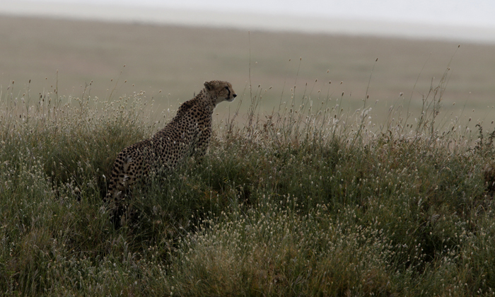 Cheetah