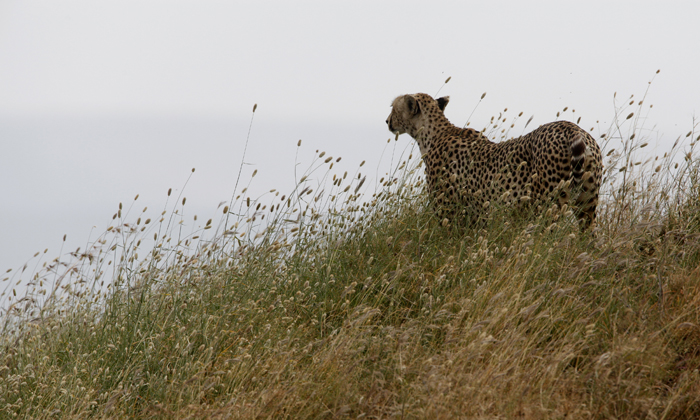 Cheetah