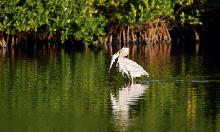 Great Blue Heron 001